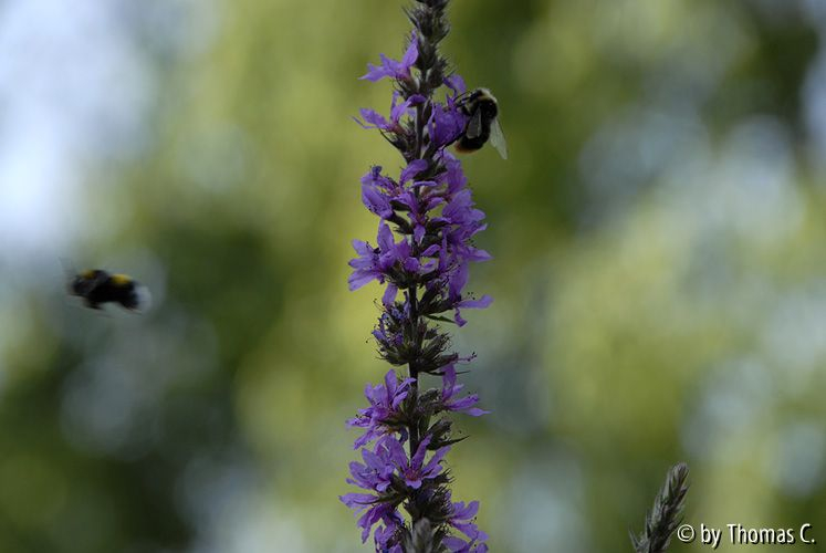 Hummel im Blutweiderich 04