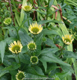 Echinacea-Sunrise_14-2.jpg