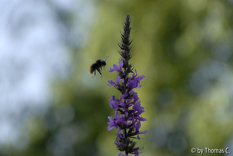 Hummel im Blutweiderich 05