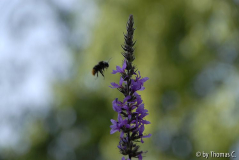 Hummel im Blutweiderich 05
