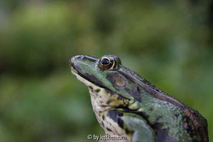 Frosch 1