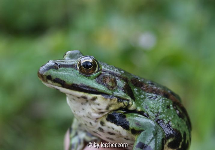 Frosch 12