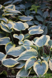 Hosta 'First Frost'