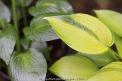 'Devon Green' und 'June Fever'