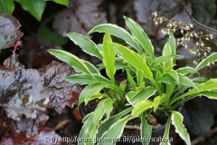 Hosta 'Stiletto'