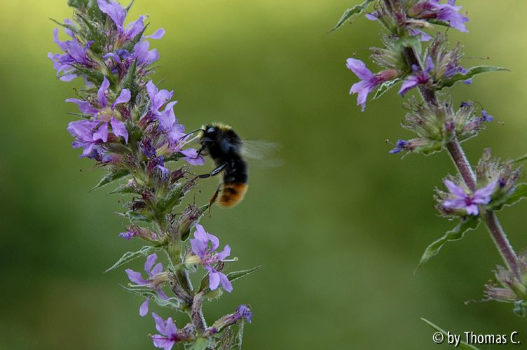 Hummel im Blutweiderich 08