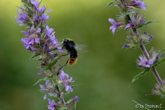 Hummel im Blutweiderich 08