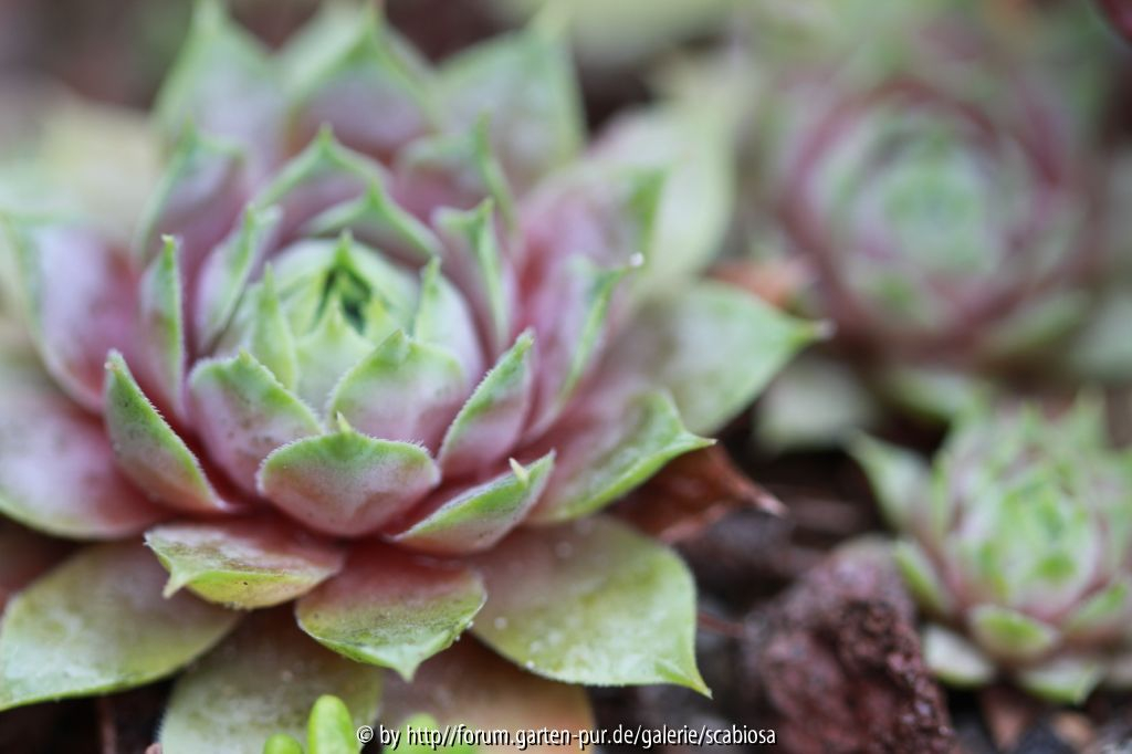 Sempervivum grüngrau