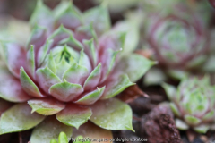 Sempervivum grüngrau