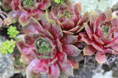 Sempervivum rot