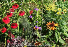 Echinacea-Mix_14-1.jpg