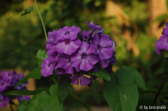phlox amethyst