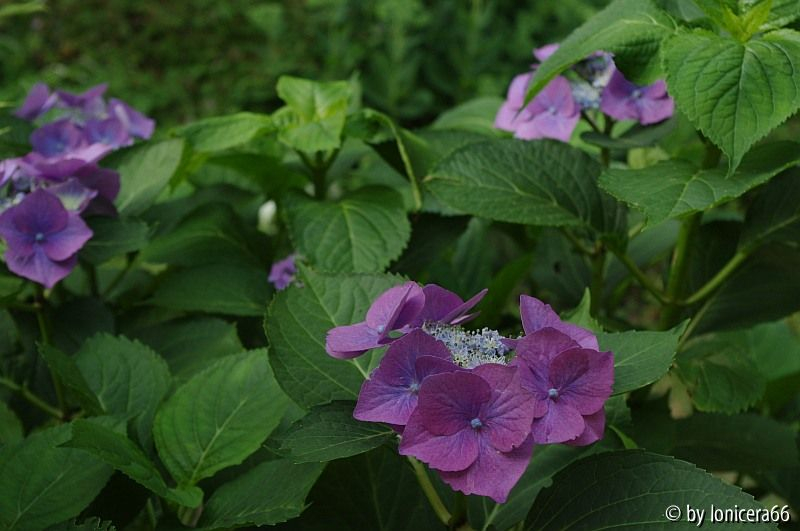 macrophylla irgendwas