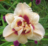 Roswitha