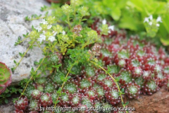 Sempervivum, Thymian