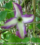 Clematis Menuet?