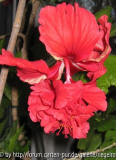 Hibiscus.jpg