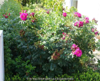 Rose-MojeHammarberg-14-3.jpg