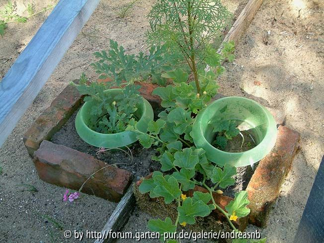 Wassermelone-2_14-07-19