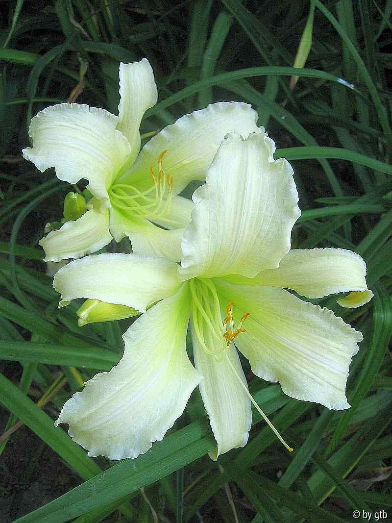 Heavenly Angel Ice