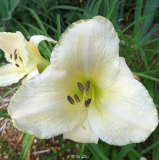 White Pansy