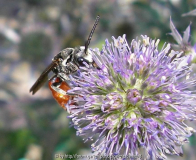 Wildbiene 3.jpg
