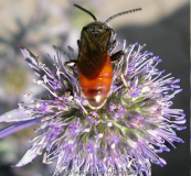 Wildbiene 2.jpg