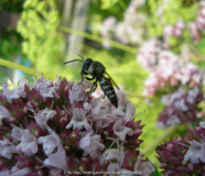 Wildbiene von Weitem.jpg