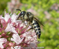 Wildbiene A.jpg