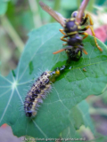 Ackerwespe zerlegt Raupe 4.jpg
