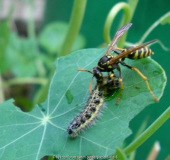 Ackerwespe zerlegt Raupe 3.jpg