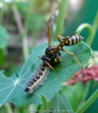 Ackerwespe zerlegt Raupe 2.jpg
