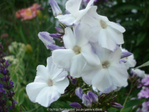 Phlox pan. 'Schneerausch'