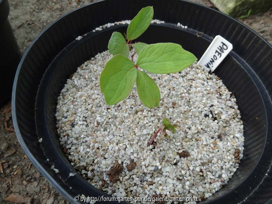 Paeonia suffruticosa Germination July 2014