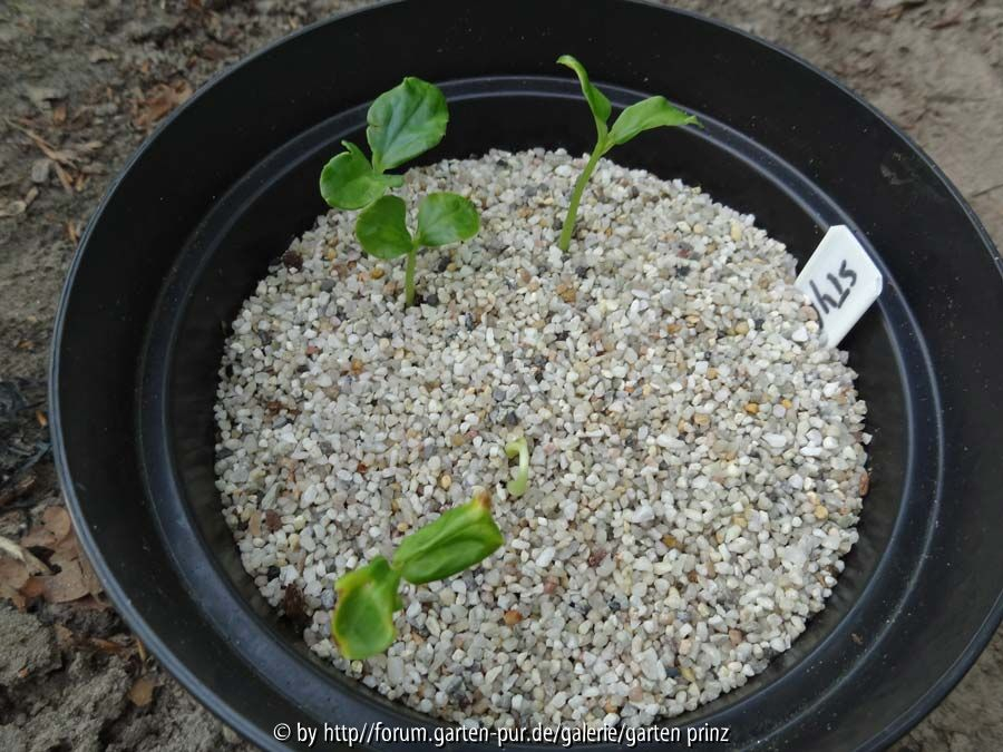 Styrax japonicus Germination July 2014