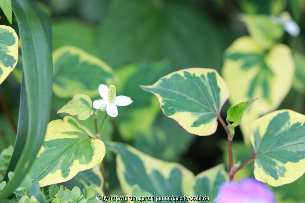Houttuynia cordata