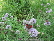 Allium Juli.jpg