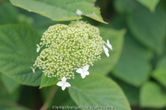 Hydrangea namenlos