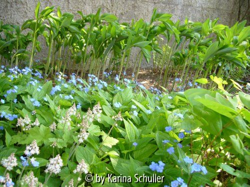 Polygonatum, Omphalodes verna und Tiarella