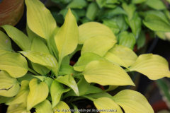 Hosta zwergig, goldgelb matt