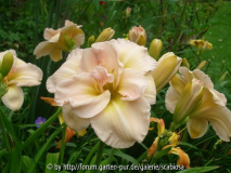 Peggy Jeffcoat, getopft