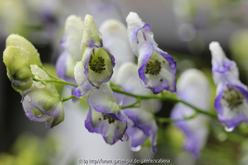 Aconitum bicolor, Juli 2014