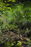 phyllocladus trichomanoides 7/14