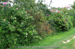 hecke1.jpg