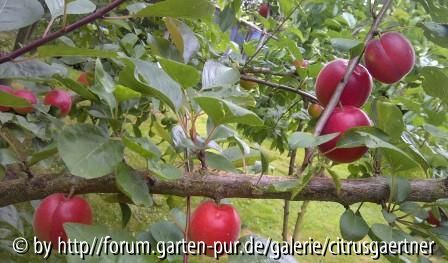 Kurz vor der Ernte