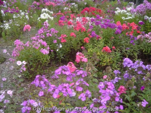 Phlox-Meer