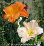 Mauna Loa und UBO Apricot