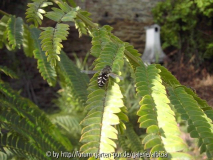 Schwebi auf Albizia