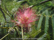 Blüte Albizia 2014