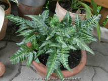 arachnoides simplicior.JPG